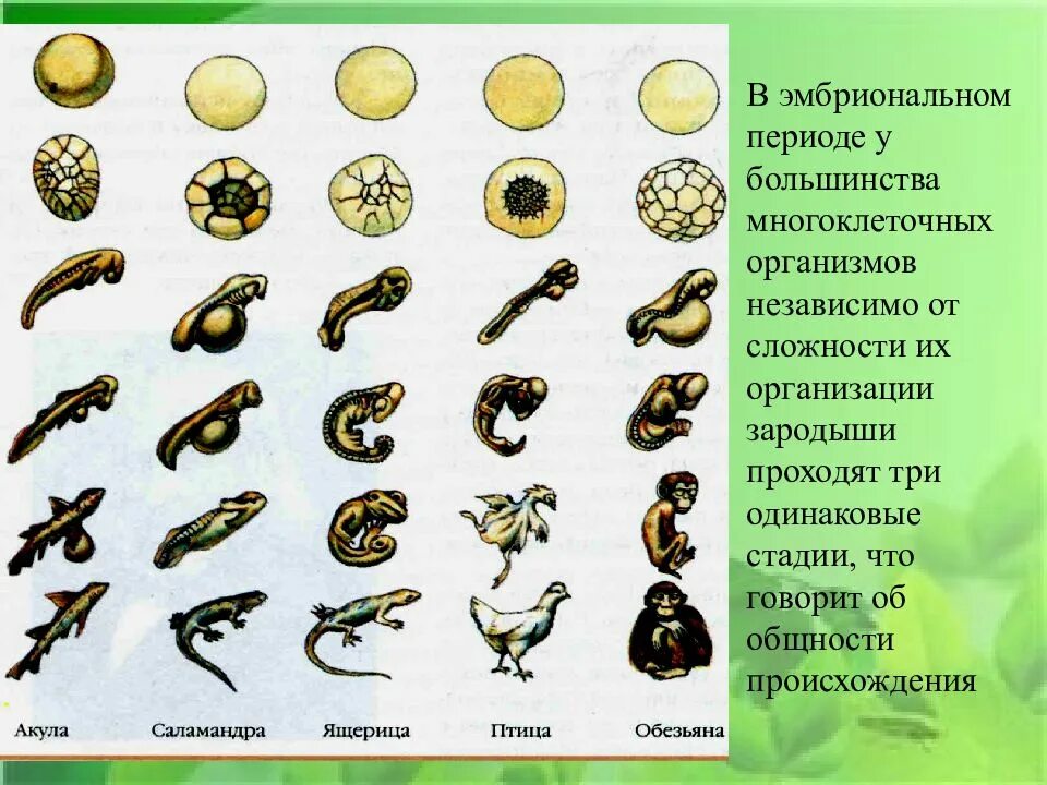 Индивидуальное развитие живого организма. Период эмбрионального развития организма. Эмбриональный период развития животных. 3 Этапа эмбрионального развития. Эмбриональный период онтогенеза.