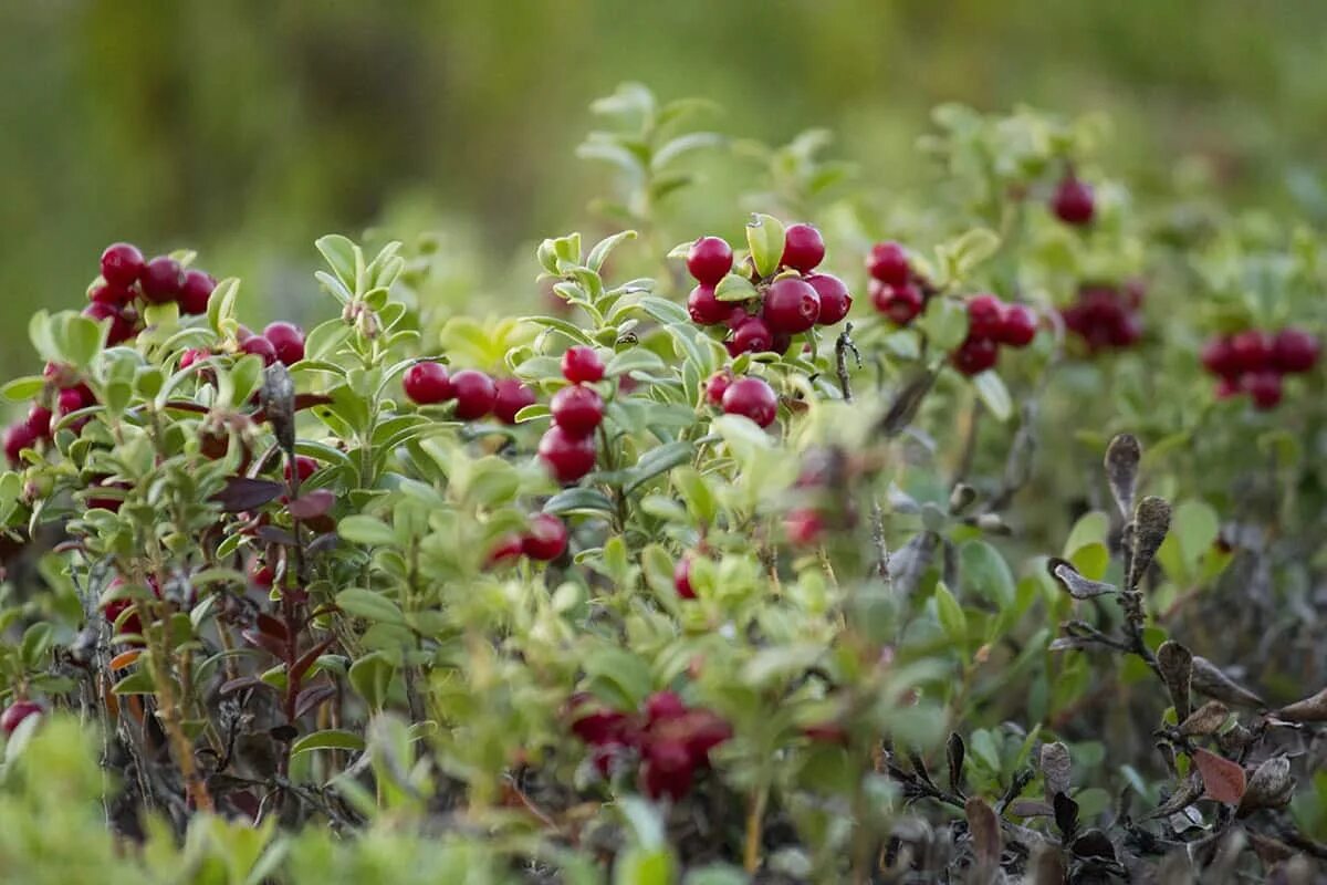 Брусника крупноплодная. Vaccinium macrocarpon. Канадская брусника. Брусника Руно Белявское.