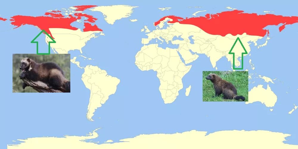 Ареал обитания медведей в России. Росомаха ареал обитания в России. Бурый медвведь Ариал обиттания. Ареал Росомаха Росомаха обитания в России. Как можно объяснить ареал обитания белого медведя