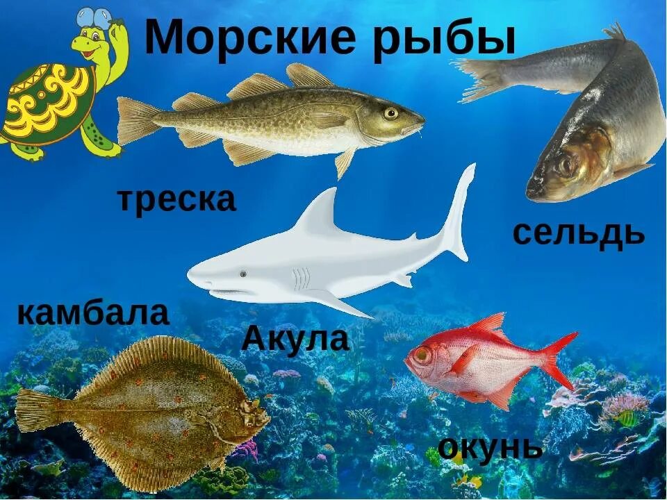 Морские рыбы картинки для детей