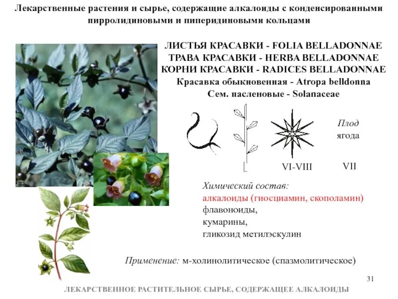 Листья какого растения содержат. Тропические лекарственные растения содержащие алкалоиды. лекарственное сырье содержащее алкалоиды. лекарственное растительное сырье содержащее алкалоиды. классификация лрс содержащего алкалоиды.