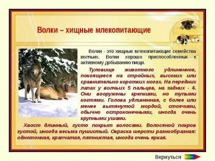 Волк тип питания
