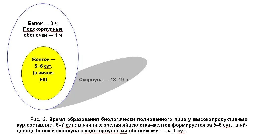 Сколько растет яйцо. Формирование куриного яйца. Процесс формирования куриного яйца. Срок формирования куриного яйца. Формирование яйца в курице.