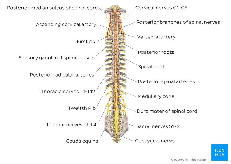 Спинной мозг 3д анатомия. Спинной мозг Medulla spinalis. Filum terminale спинного. Spinal Cord structure. Нервная система латынь