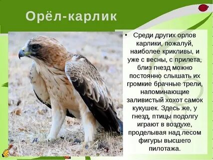 Описание орла