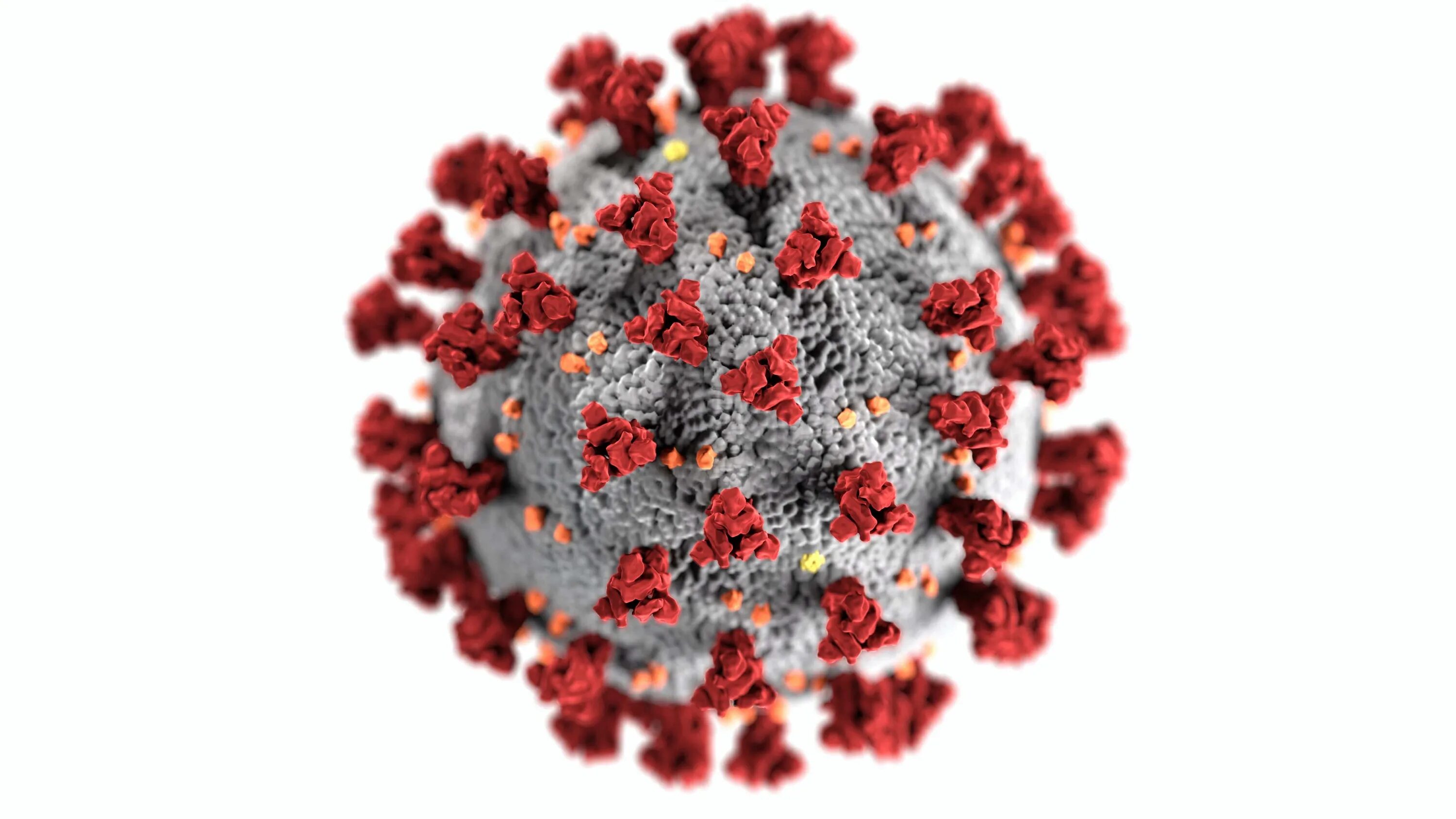 Virus neshta