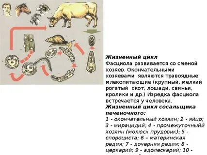 Развитие со сменой хозяев