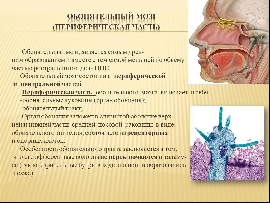 Обонятельный мозг. Структуры обонятельного мозга. Обонятельный мозг строение и функции. Периферический отдел обонятельного мозга.