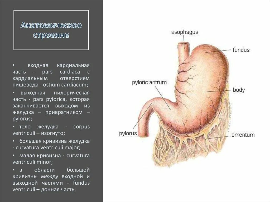 Однокамерный желудок лошади анатомия. Строение однокамерного желудка у животных анатомия. Анатомическое строение однокамерного желудка. Строение и топография однокамерного желудка. Строение желудков животных