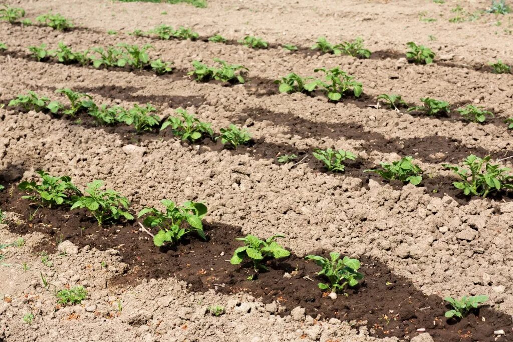 Чем удобрить землю перед посадкой картофеля