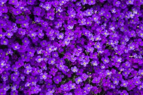 Маленькие цветы их много