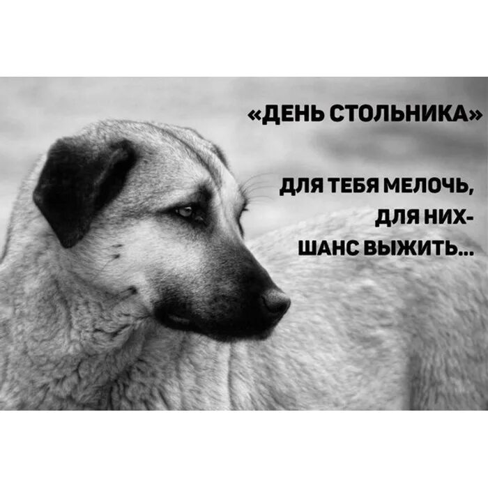 Тоскливый пес. Кокер спаниель и лабрадор. Грустный щенок. Грустный пес. Грустная собака фото.
