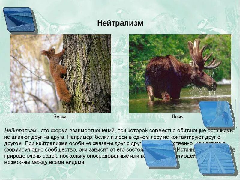 Примером нейтрализма являются отношения между Какое влияние на растения оказывают другие организмы Найдено картинок: 90