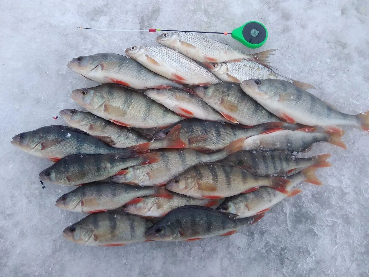 Купить для рыбалки в барнауле. Зимняя рыбалка на Оби 2020. Рыбалка на Оби в Алтайском крае. Зимняя рыбалка на Оби 2022. Рыбалка в Алтае в марте.