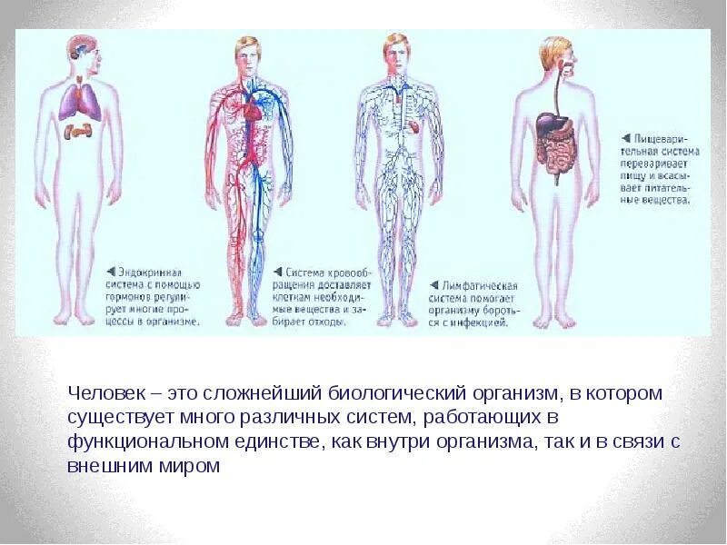 Организм как единое целое схема. Организм человека как единое целое. Сообщение о организме человека. Особенности тела. Организм биологическая система тест.