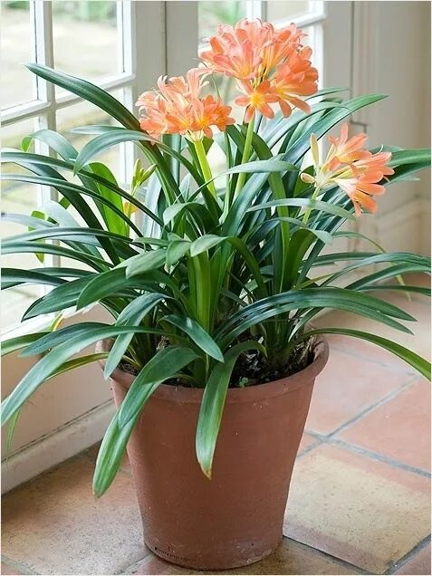 Clivia Miniata Images - Spring 2016 Flower garden plants, Planting flowers, Exot