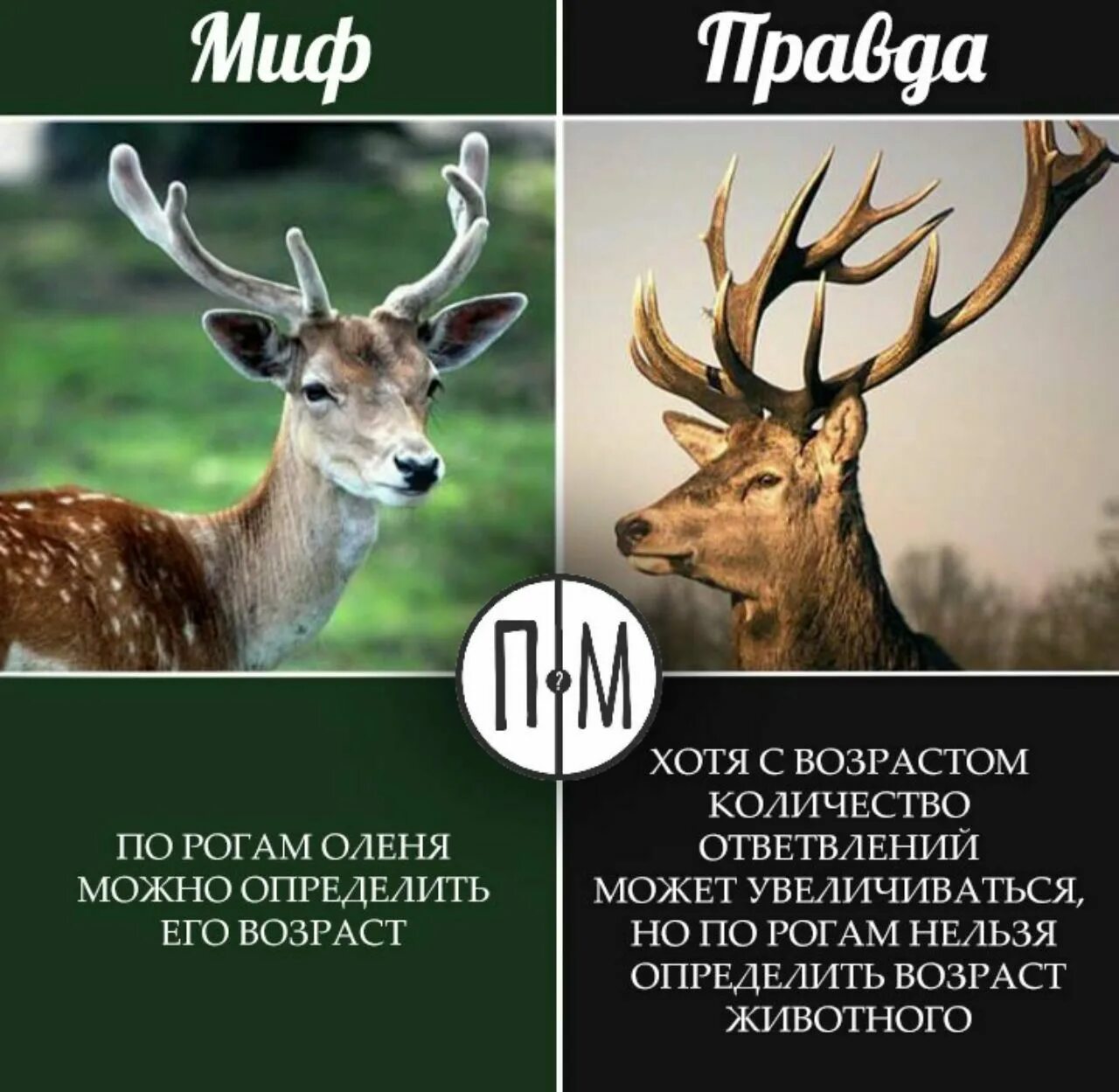 Сколько лет лосю