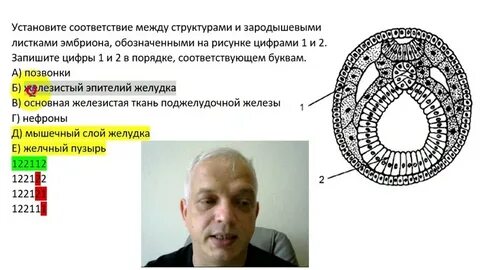 Установите соответствие зародышевых листков