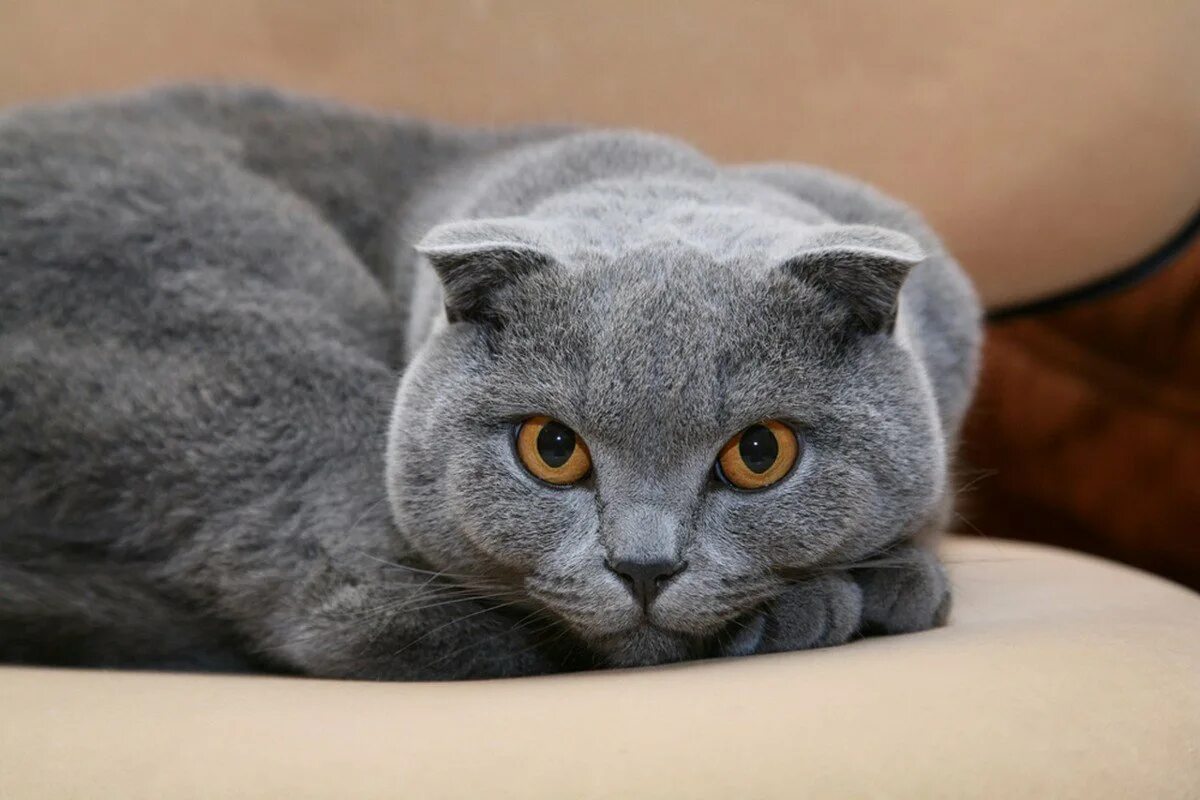Шотландская фото. Британская вислоухая кошка серая. Шотландская вислоухая кошка серая. Британская голубая вислоухая. Британский кот вислоухий серый.