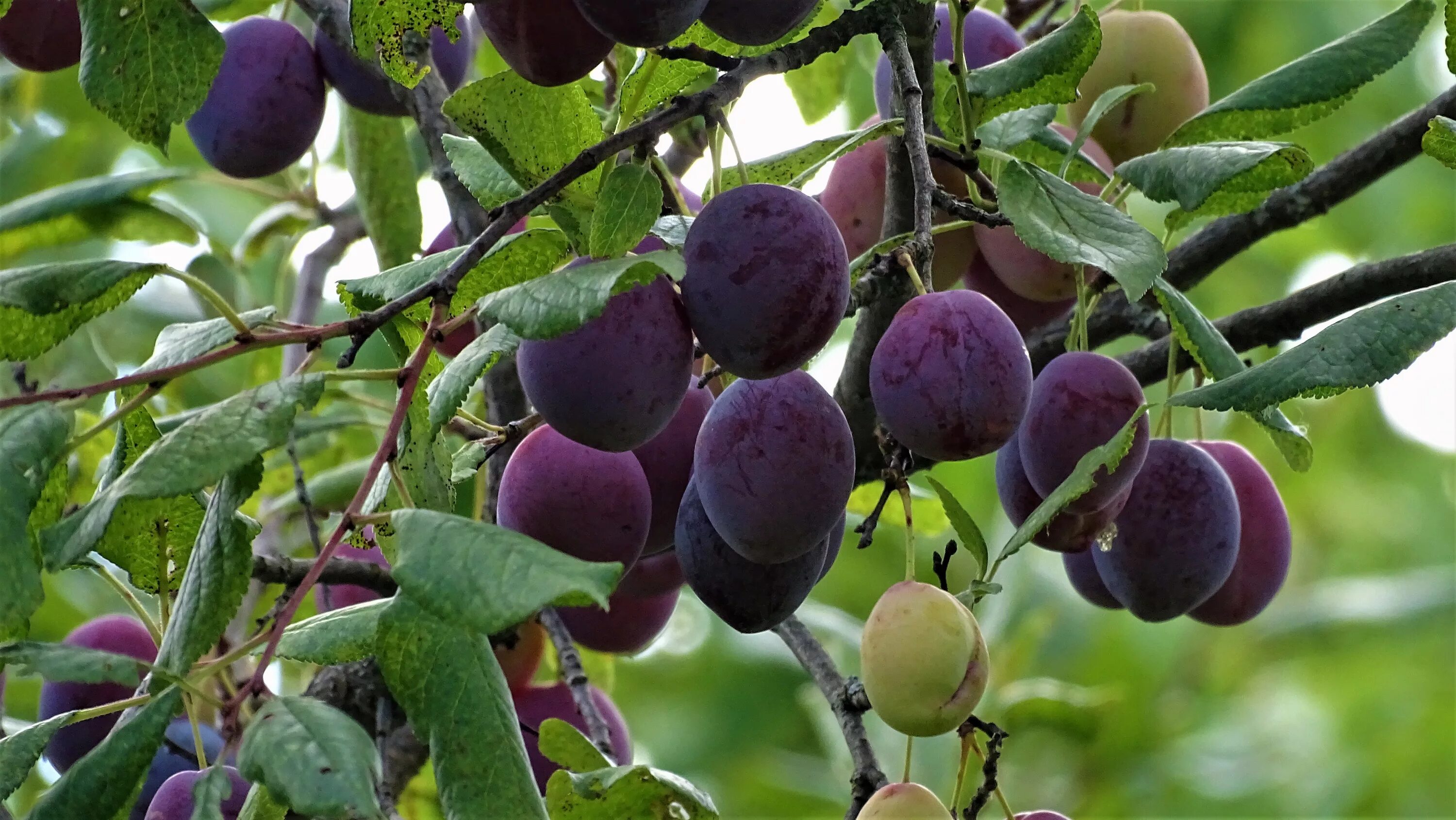 Алыча сорт генерал. Слива сорт венгерка пулковская. Слива сорта форум. Слива синильга. Слива сорт исполинская.