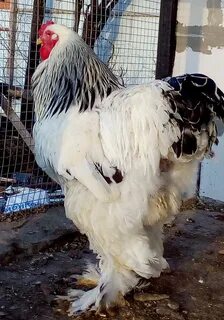 Брама колумбийская