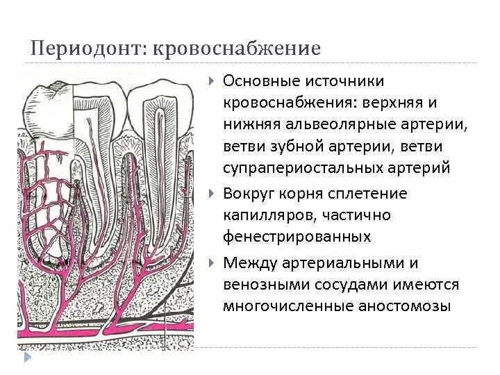 Кровоснабжение периодонта гистология. Кровоснабжение десен анатомия. Кровоснабжение и иннервация пародонта. Десна анатомия кровоснабжение.