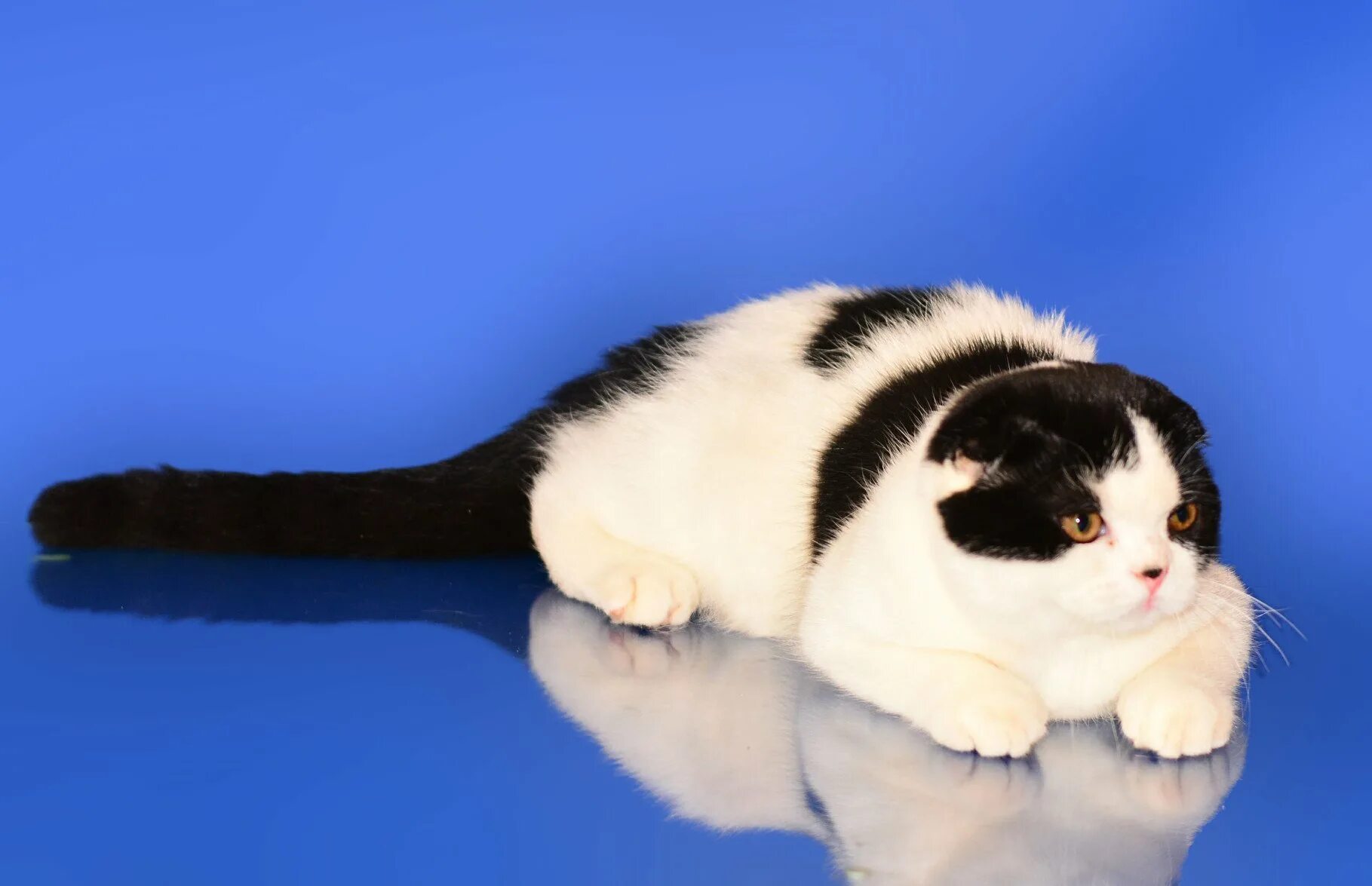 Окрас арлекин у кошек. Кот арлекин. Скоттиш страйт арлекин. Кот арлекин. Трёхцветная кошка арлекин.