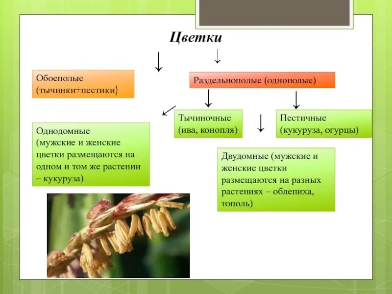 Обоеполые раздельнополые растения. Классификация цветков обоеполые раздельнополые. Однополые и обоеполые цветки однодомные и двудомные растения. Раздельнополые и однополые растения. Цветки бывают обоеполые и раздельнополые.