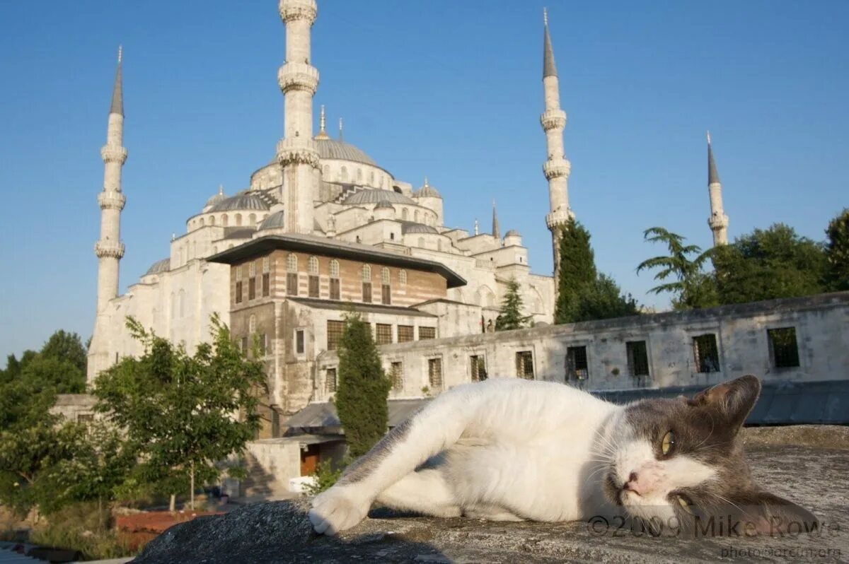 Мусульманский кот. Кошка пророка Мухаммеда Муизза. Стамбул кот мечеть. Коты в Стамбуле. Кошки в мечети Турции.