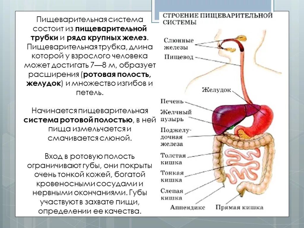 Система пищеварительных органов состоит из. Система пищеварения состоит из. Строение пищеварительной трубки анатомия. Строение переднего отдела пищеварительной системы. Пищеварительная система: пищеварительная трубка, железы..