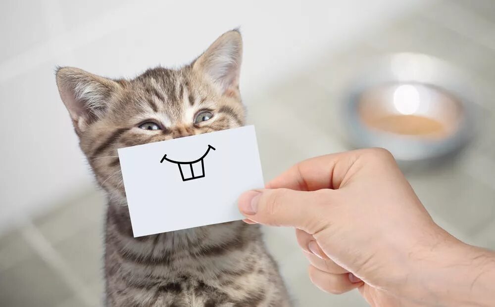 Кот рекомендует. Кот с бумажками. счастливый кот. милый котик с бумажкой. котенок с бумажкой.