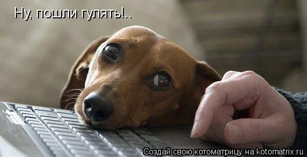 ну пошли. картина пошли гулять. открытка пошли гулять. идем гулять мем. ну пошли.