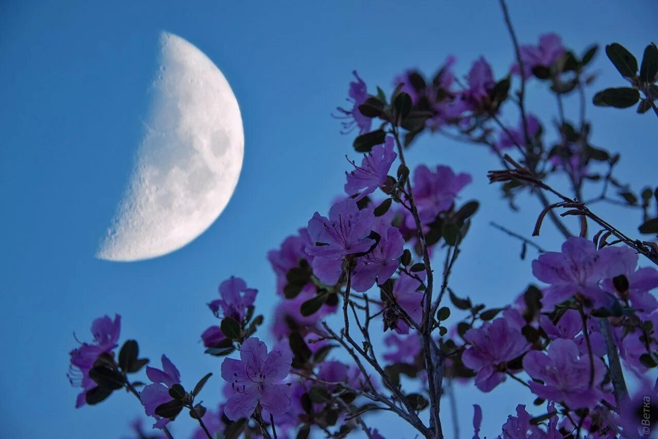 Спокойной ночи цветы. Луна и цветы. Лунный цветок.. Весенняя ночь. Цветы ночью.