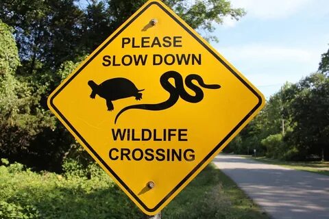 Wildlife перевод на русский