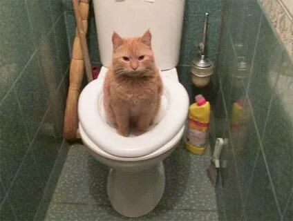 Котенок какает раз в 3 дня
