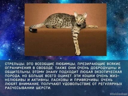 Кот стрелец