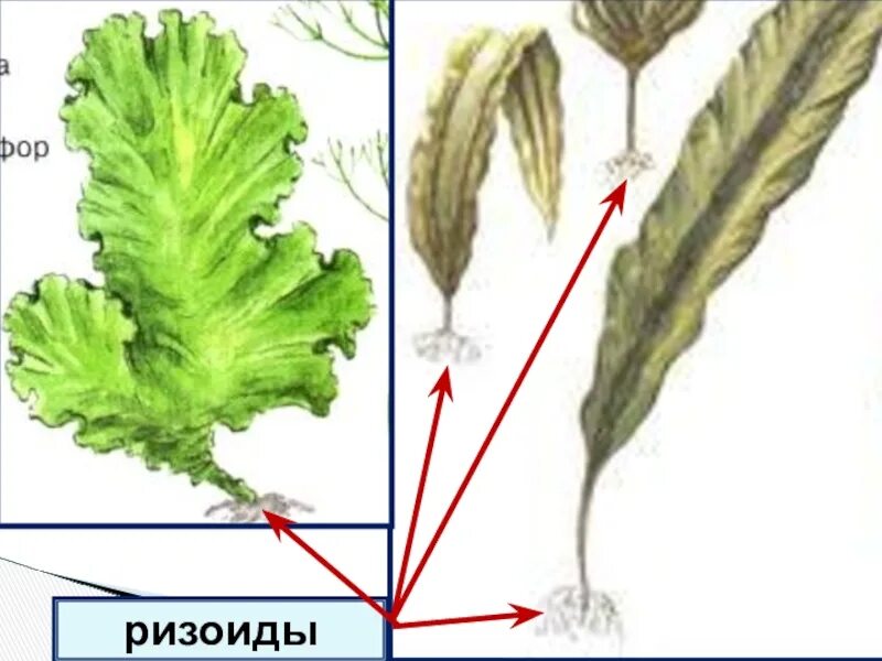 С помощью ризоидов водоросли. Ризоиды у водорослей. Порфира и Ульва. 6 Класс биология ризоиды водорослей. Ризоиды морской капусты.