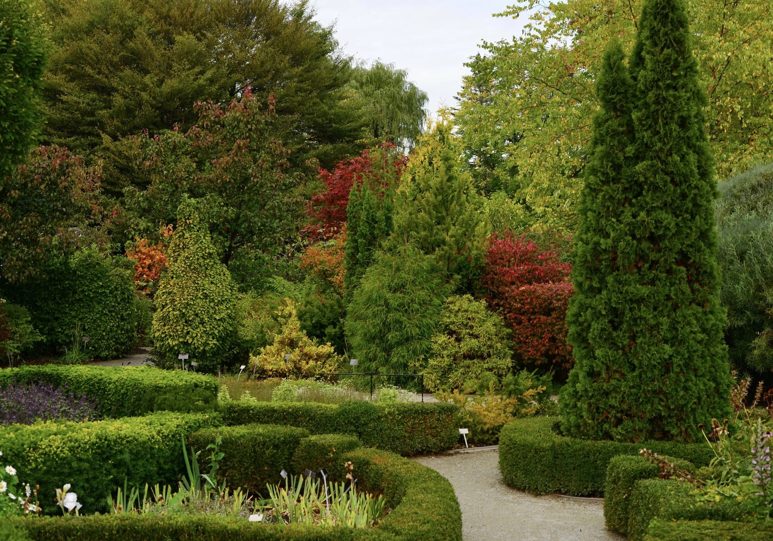 Деревья и кустарники парка. Эвкалипт глобозум. Деревья и кустарники парка. Ботанический сад в англии. Группа деревьев в парке.