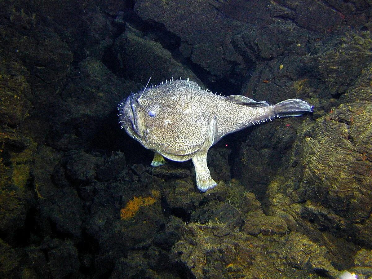 Морской удильщик. Морской черт удильщик. Рыба Европейский удильщик. Рыба удильщик морской черт.