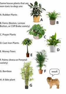 Safe plant