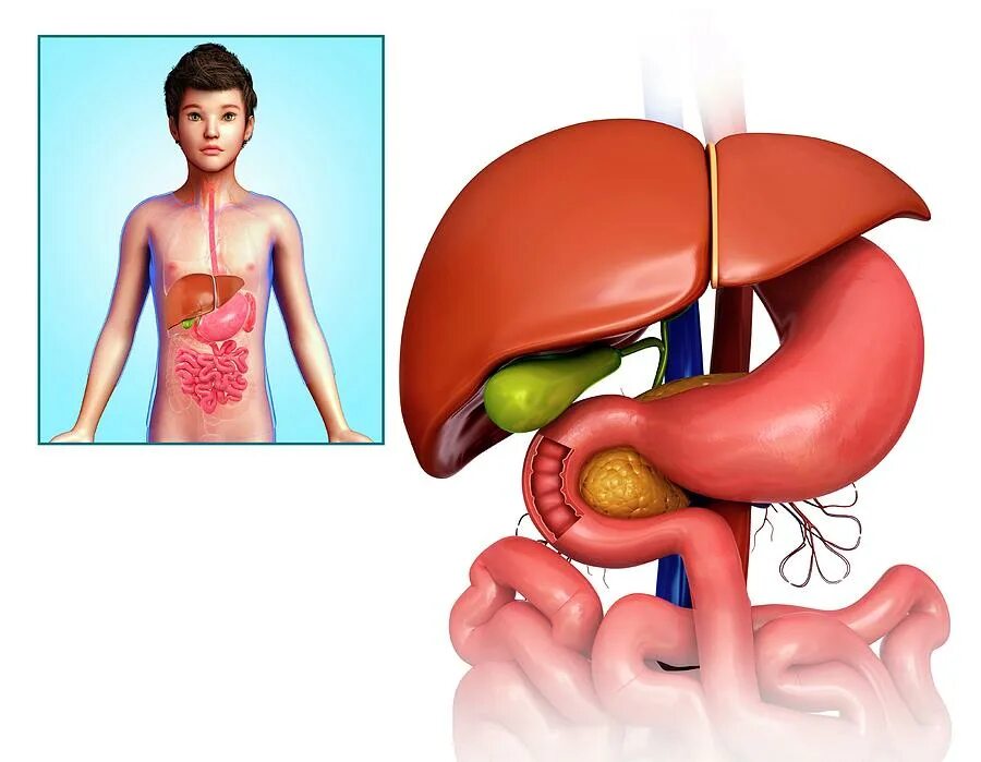 Печень у детей 3 лет. Где находится печень у ребенка. Где находится печень у ребенка фото. Расположение печени у детей. Печень расположение 3д.
