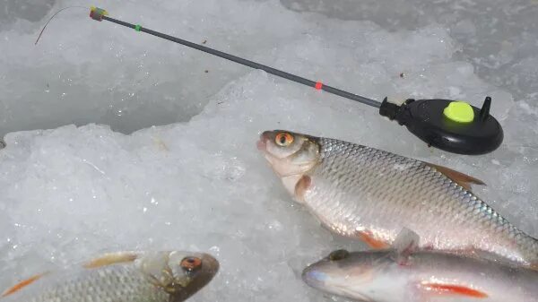 Тесто с ватой для рыбалки. Насадка тесто на крючок. Рецепт теста для рыбалки. Тесто для рыбалки на плотву зимой. Чебак плотва сорога.