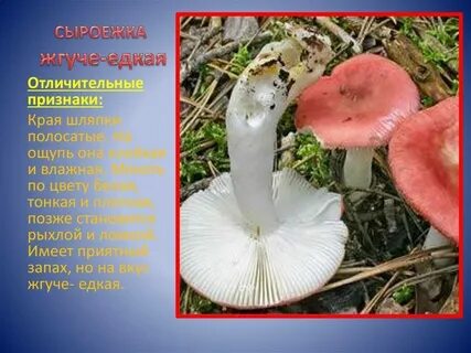 Описание сыроежки