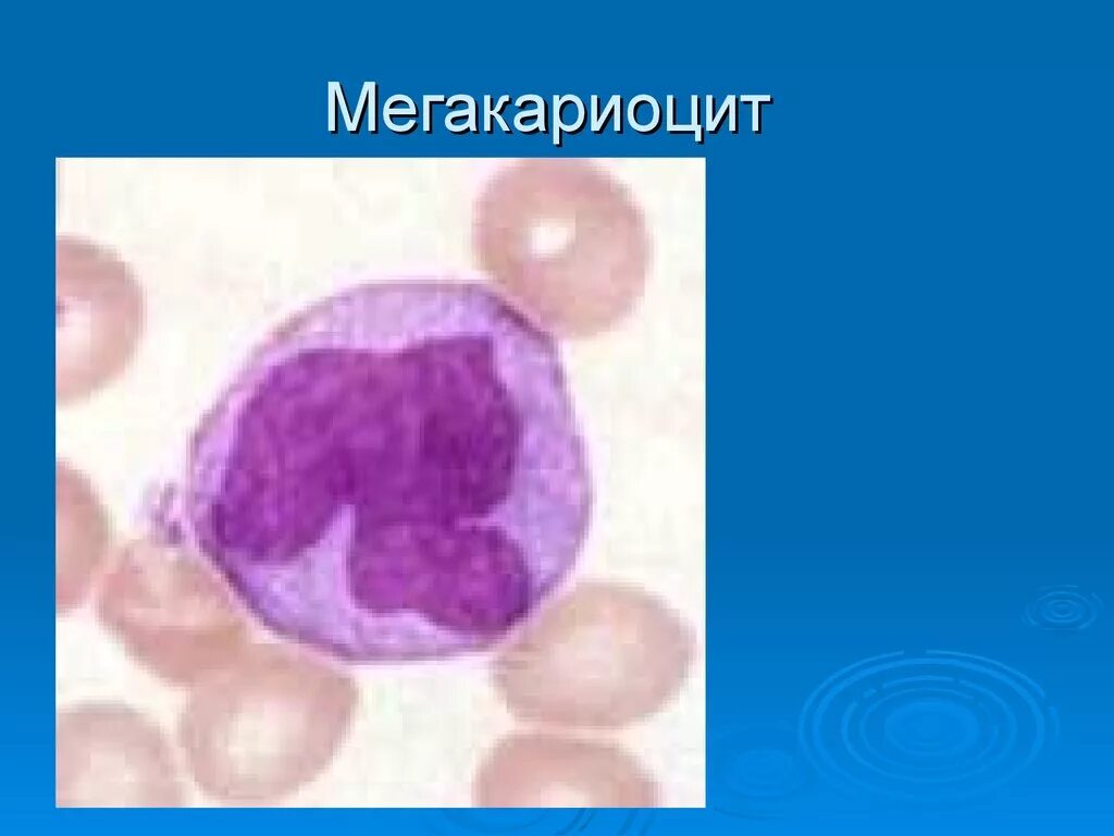 Мегакариоцит цитоплазма. Мегакариоциты в костном мозге. мегакариоциты в костном мозге гистология. мегакариоцит мазок крови. мегакариоциты в мазке крови.