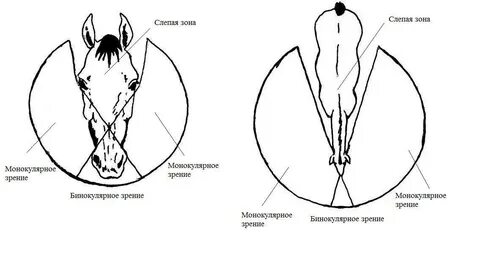 Углы лошадь