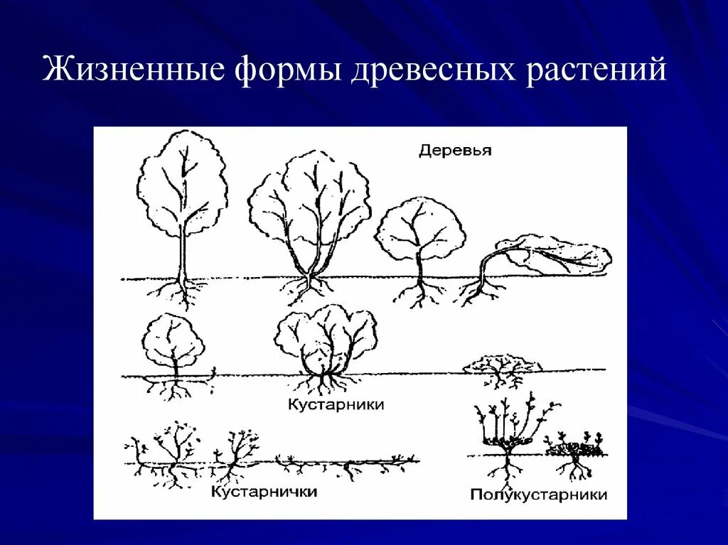 Основные жизненные формы деревья и кустарники