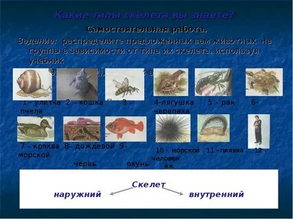 Виды опорных систем животных
