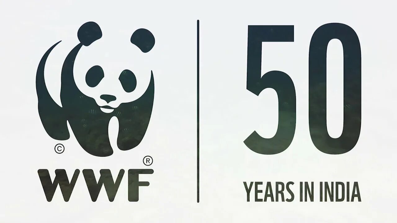 Video wwf. Фонд дикой природы wwf. символ wwf. символ всемирного фонда дикой природы. значок панда wwf.