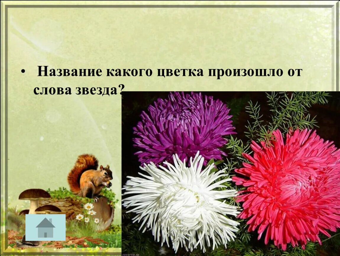 Ответ на слово звезда. Какие названия. Слово звезда. Откуда произошло слово цветок. Значение слова звезда.