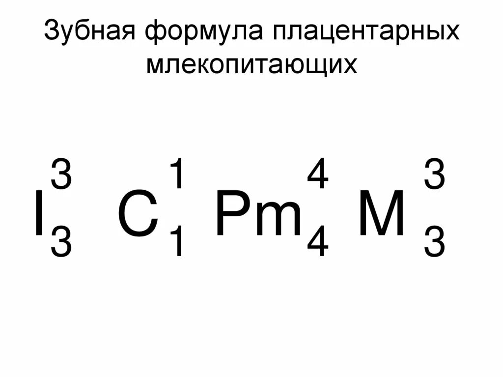 Класс Млекопитающие. Mammalia. Лекция14 - презентация онлайн